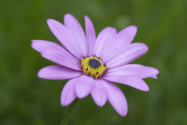 Image Rapprochée Osteospermum Rose Sur Fond Vert Naturel — Photo