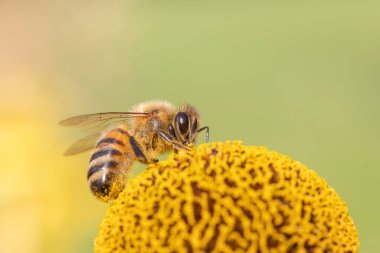 Helenyum 'da polen toplayan bal arısı