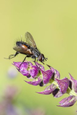 Gonia Divisa Salvia 'ya Uç
