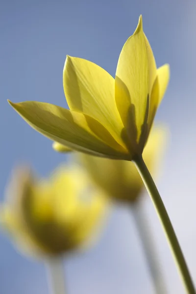 Tulipa 'Honky Tonk' — Fotografia de Stock