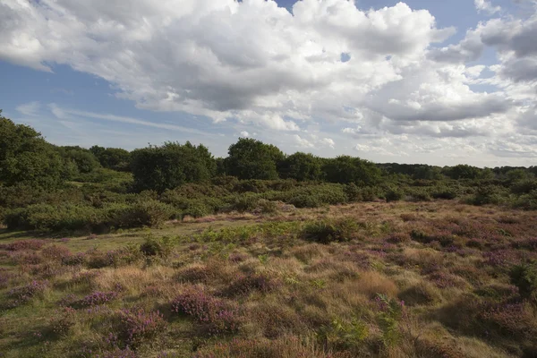 Heather vid Blackheath, Wenhaston, Suffolk, England — Stockfoto