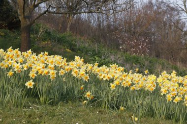Güneyde deniz önü, güneyde deniz kenarında, Essex, İngiltere ve İngiltere 'de nergisler var.
