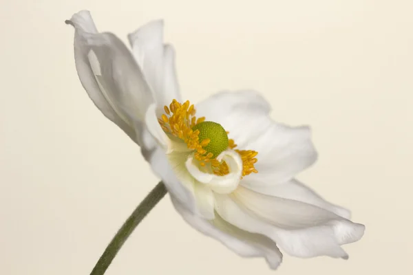 Anemone japonica на кремовом фоне — стоковое фото