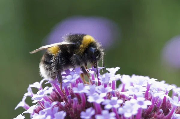 Arı Verbena bonariensis üzerinde
