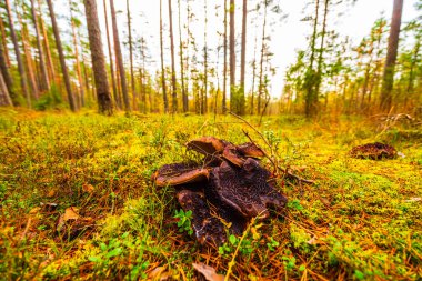 Çam ormanlarında bir sürü mantar yetişir.. 