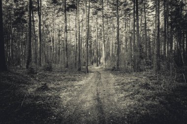 Sonbaharda çam ormanı. Güzel doğa.. 