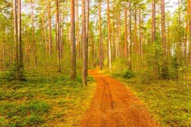 Sonbaharda çam ormanı. Güzel doğa.. 