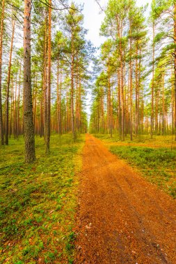 Sonbaharda çam ormanı. Güzel doğa.. 