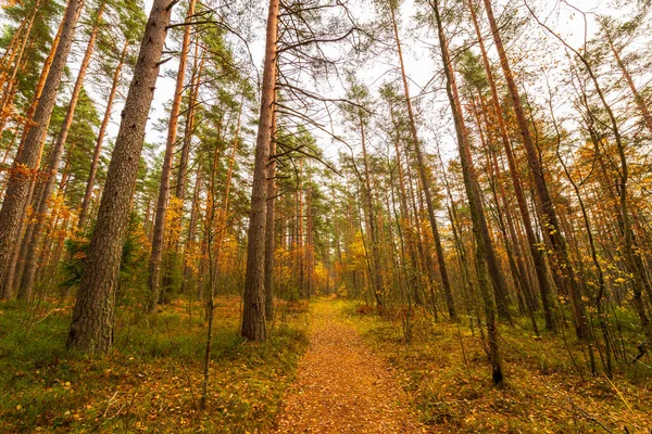 Pineta Autunno Bella Natura — Foto Stock