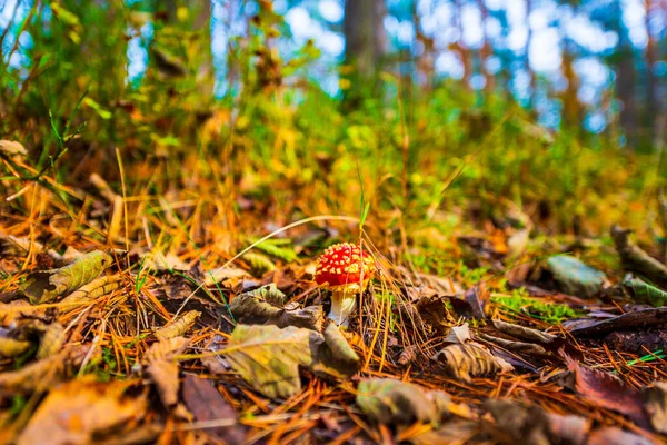 Amanita Muscaria Sonbahar Çam Ormanında — Stok fotoğraf