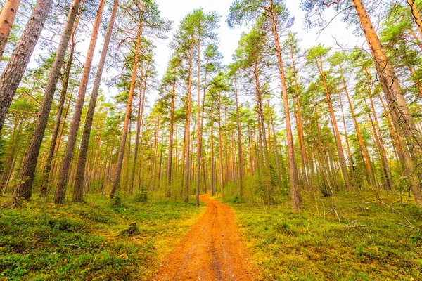 Pineta Autunno Bella Natura — Foto Stock