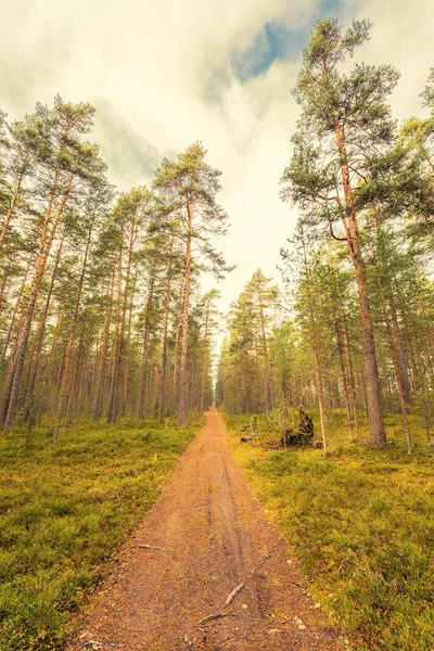 Pineta Autunno Bella Natura — Foto Stock