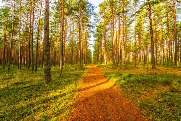 Pineta Autunno Bella Natura — Foto Stock