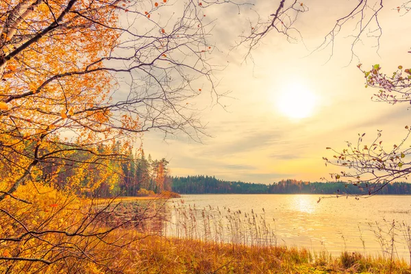 Pôr Sol Sobre Lago Floresta Tempo Outono Nublado Pântano Imagem De Stock