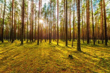 Sonbaharda çam ormanı. Güneş ağaçların arasından parlıyor. 