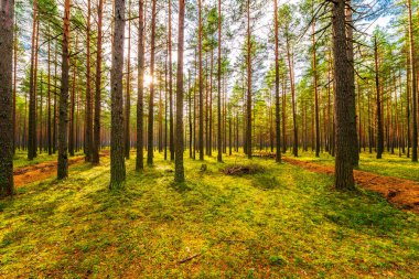 Sonbaharda çam ormanı. Güneş ağaçların arasından parlıyor. 
