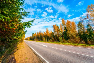 Sonbahar yolu yokuş aşağı gidiyor. Karışık Orman. 