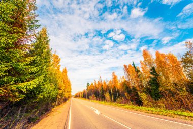 Sonbahar yolu yokuş aşağı gidiyor. Karışık Orman. 