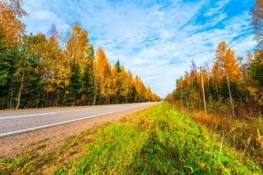 Sonbahar yolu yokuş aşağı gidiyor. Karışık Orman. 