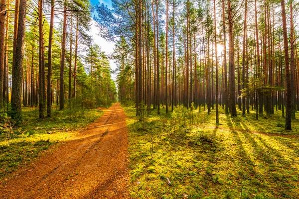 Pineta Autunno Bella Natura — Foto Stock