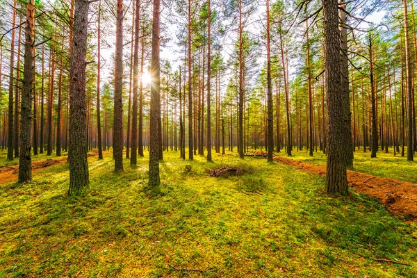 Dennenbos Herfst Zon Schijnt Door Bomen — Stockfoto