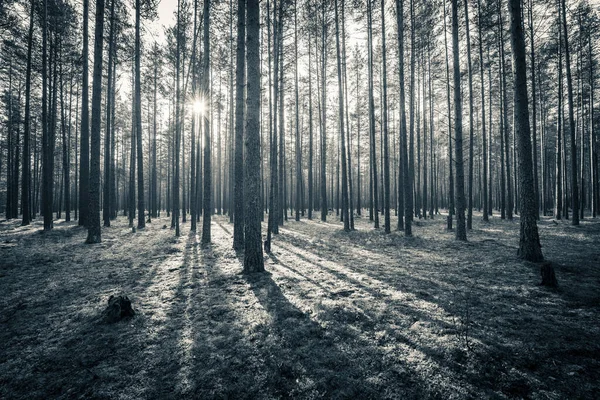 Bosque Pinos Otoño Sol Brilla Entre Los Árboles — Foto de Stock