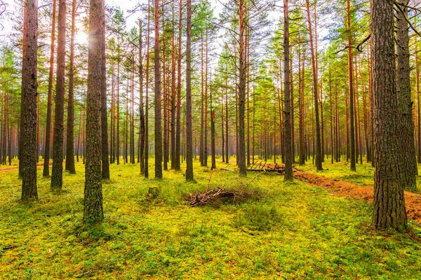 Sosnowy Las Jesienią Słońce Świeci Między Drzewami — Zdjęcie stockowe