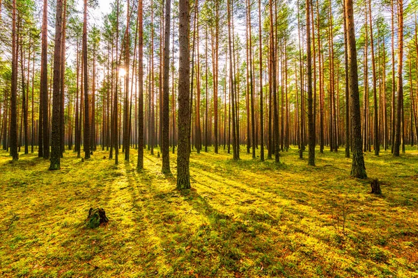 Dennenbos Herfst Zon Schijnt Door Bomen — Stockfoto