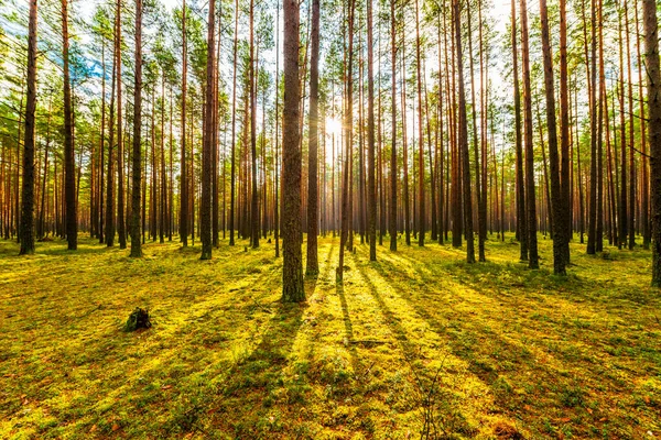 Dennenbos Herfst Zon Schijnt Door Bomen — Stockfoto