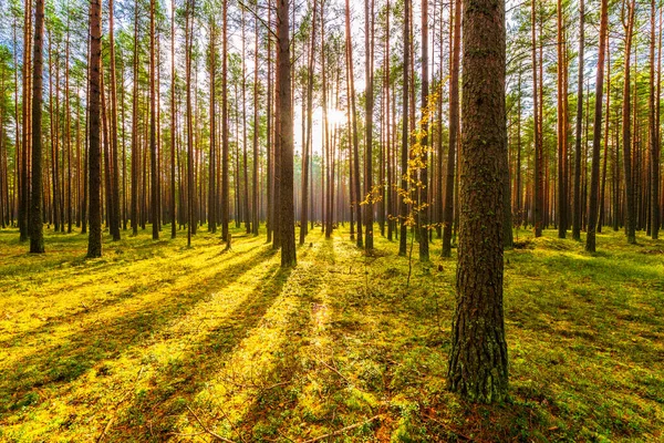 Pineta Autunno Sole Splende Tra Gli Alberi — Foto Stock