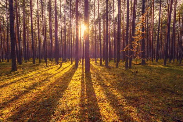 Pineta Autunno Sole Splende Tra Gli Alberi — Foto Stock