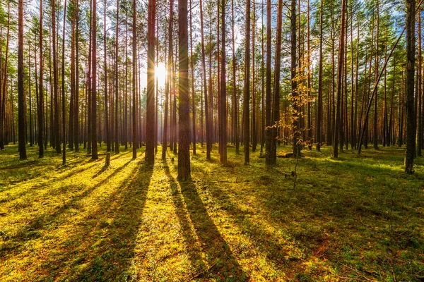 秋天的松树林 阳光透过树林照耀着 — 图库照片