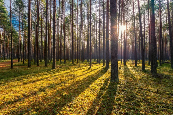 Dennenbos Herfst Zon Schijnt Door Bomen — Stockfoto