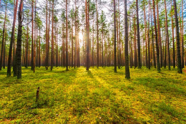 Dennenbos Herfst Zon Schijnt Door Bomen — Stockfoto