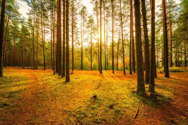 Dennenbos Herfst Prachtige Natuur — Stockfoto