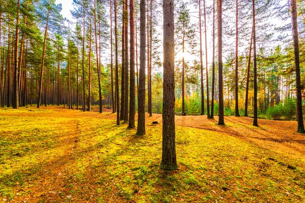 Sosnowy Las Jesienią Piękna Przyroda — Zdjęcie stockowe