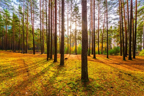秋天的松树林 美丽的自然 — 图库照片