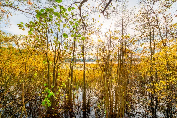 Sunset Forest Lake Autumn Weather Marshland — Stock Photo, Image