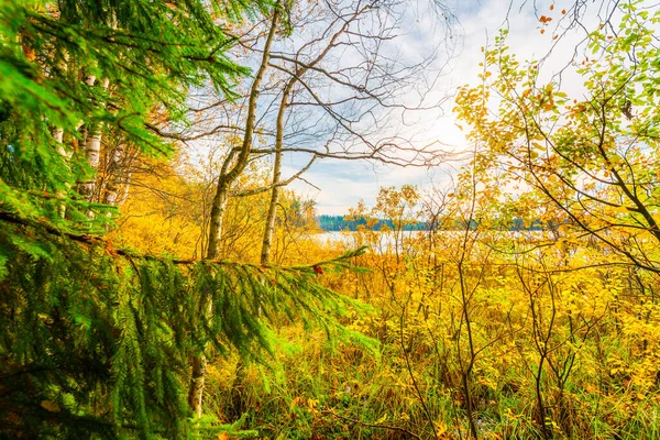 Tramonto Sul Lago Della Foresta Meteo Autunnale Palude — Foto Stock