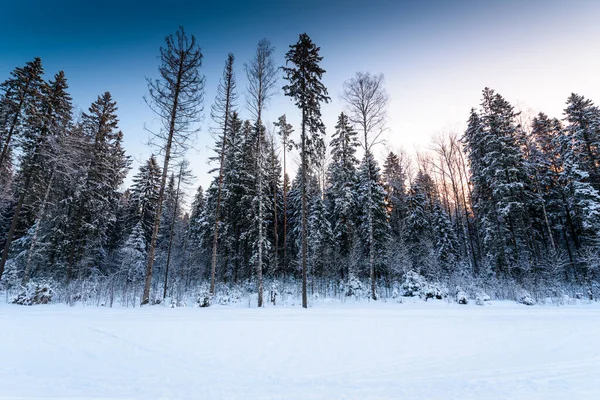 Día Claro Invierno Amanecer Bosque Coníferas —  Fotos de Stock