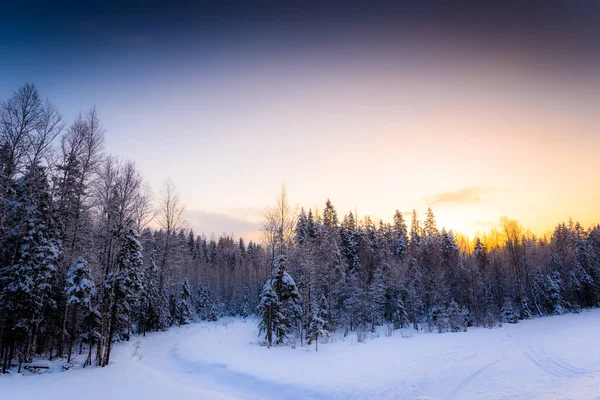 Día Claro Invierno Amanecer Bosque Coníferas —  Fotos de Stock