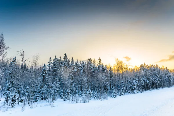 Día Claro Invierno Amanecer Bosque Coníferas —  Fotos de Stock