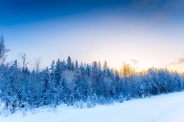 Día Claro Invierno Amanecer Bosque Coníferas —  Fotos de Stock