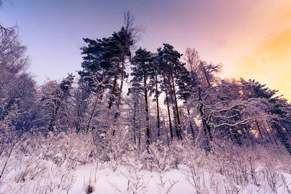 Día Claro Invierno Amanecer Bosque Coníferas Sol Invierno —  Fotos de Stock