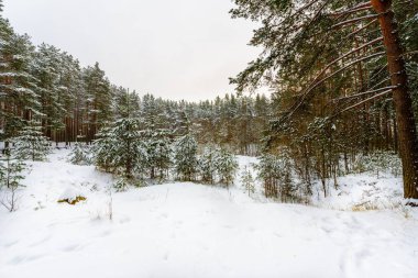 Karlı bir kış gününde çam ormanı. Tepeden bak. 