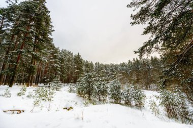 Karlı bir kış gününde çam ormanı. Tepeden bak. 