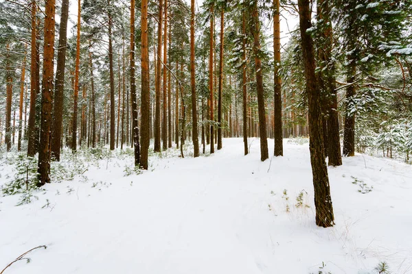Bosque Pinos Día Nevado Invierno Rusia Europa —  Fotos de Stock