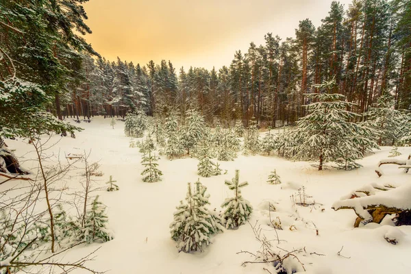 Bosque Pinos Día Nevado Invierno Vista Desde Colina —  Fotos de Stock