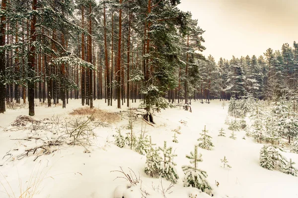 Borový Les Sněžném Zimním Dni Pohled Kopce — Stock fotografie