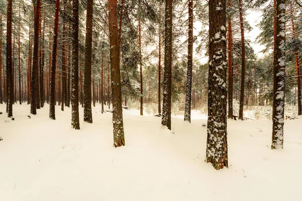 Troncos Árboles Bosque Pinos Invierno Rusia Europa —  Fotos de Stock